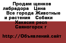 Продам щенков лабрадора › Цена ­ 20 000 - Все города Животные и растения » Собаки   . Хакасия респ.,Саяногорск г.